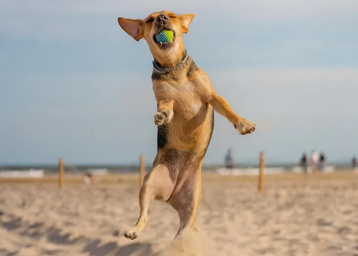 Maries Sterntaler Daire